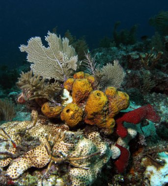 Reefscape 4