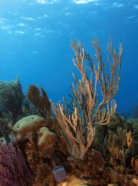 Reefscape 7