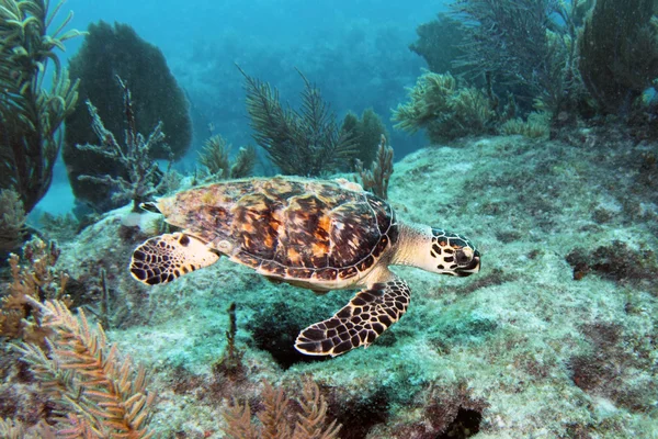 Hawksbill havssköldpaddan 3 — Stockfoto