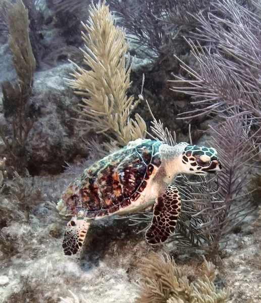 Hawksbill deniz kaplumbağası 4 — Stok fotoğraf