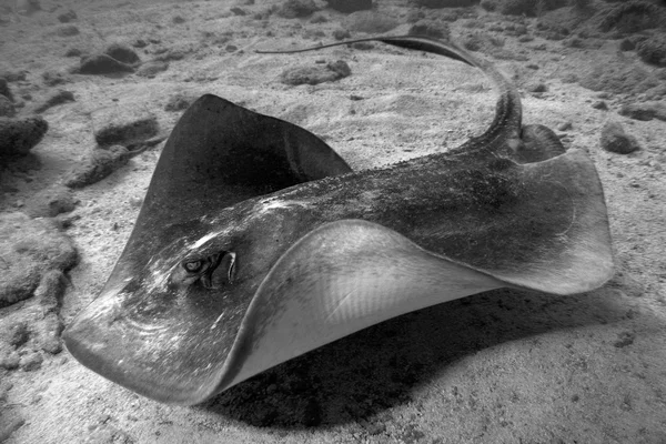 Stingray 2