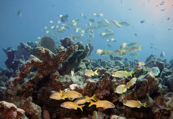 Reefscape 2