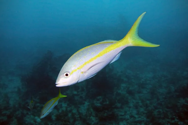 Tovagliolo coda gialla — Foto Stock