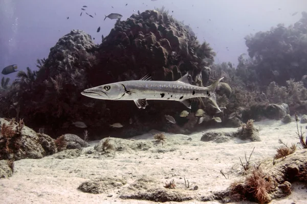 Barracuda — Stock Photo, Image