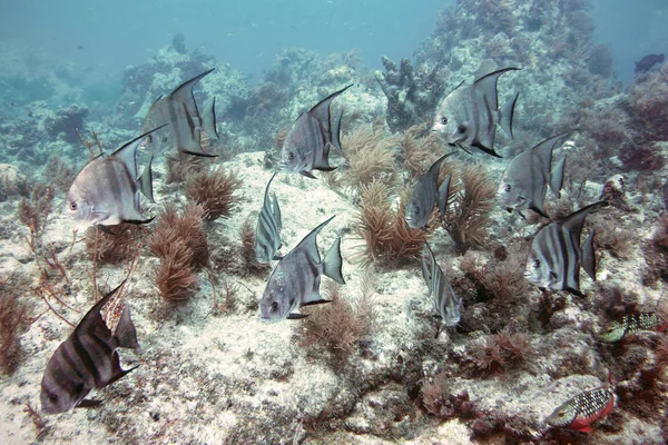 大西洋 spadefish — ストック写真