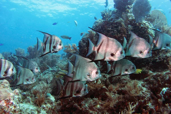 Spadefish pekmez resif üzerinde