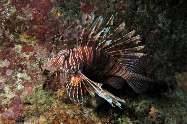 invaziv lionfish, pterois mil