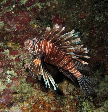 invaziv lionfish, pterois mil