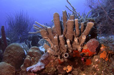 mercan resifi yaşam, curacao