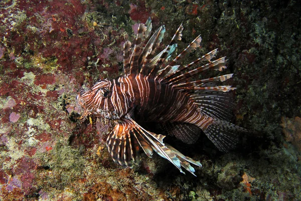 Invasieve lionfish, pterois mijl 2 — Stockfoto