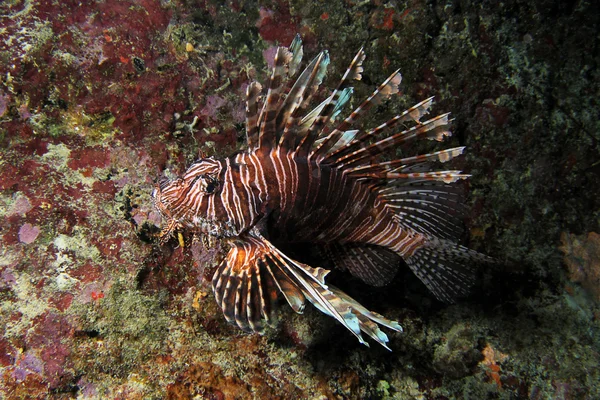 Inwazyjne skrzydlice pterois mil 2 — Zdjęcie stockowe