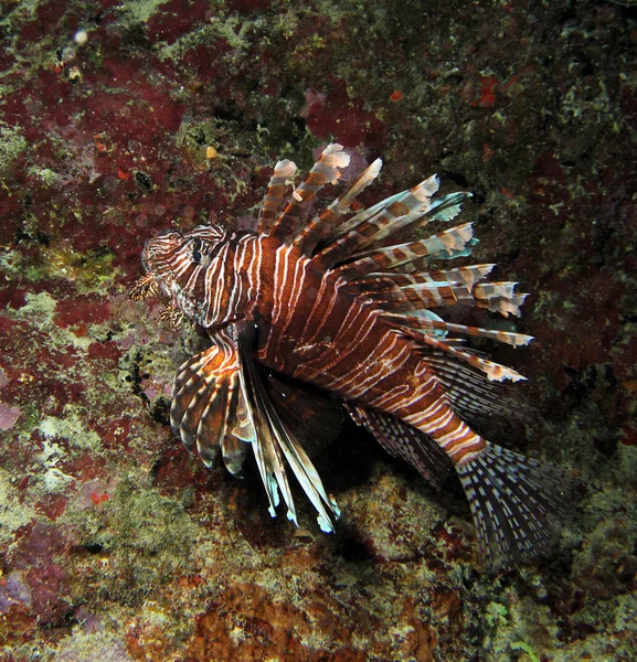 invaziv lionfish, pterois mil