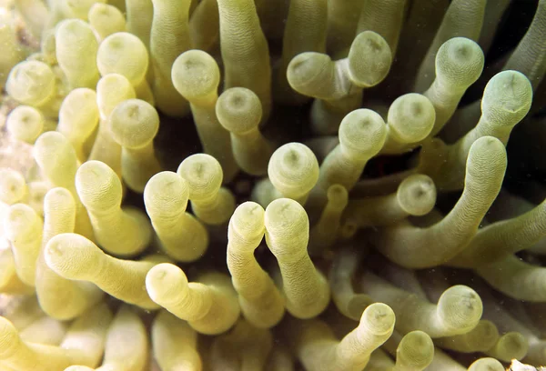 Reus carribean anemone close-up — Stockfoto