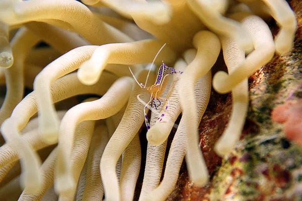 Pederson'ın karides