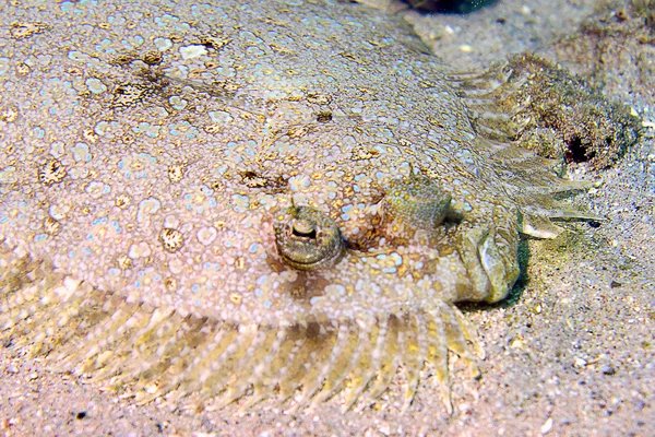 Tavus kuşu pisi balığı