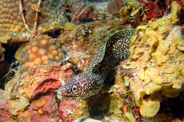 Orlik moray węgorzy Zdjęcia Stockowe bez tantiem