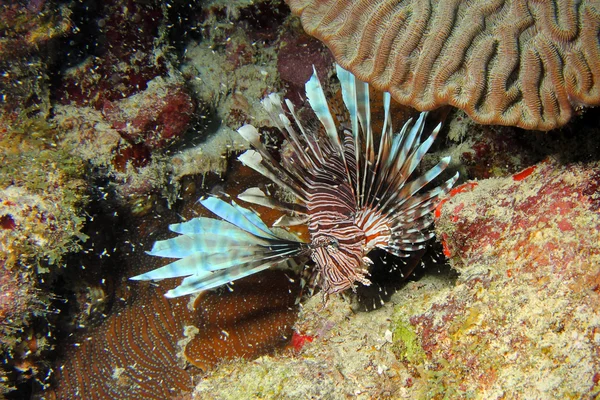 Invaziv lionfish, pterois mil 3 - Stok İmaj