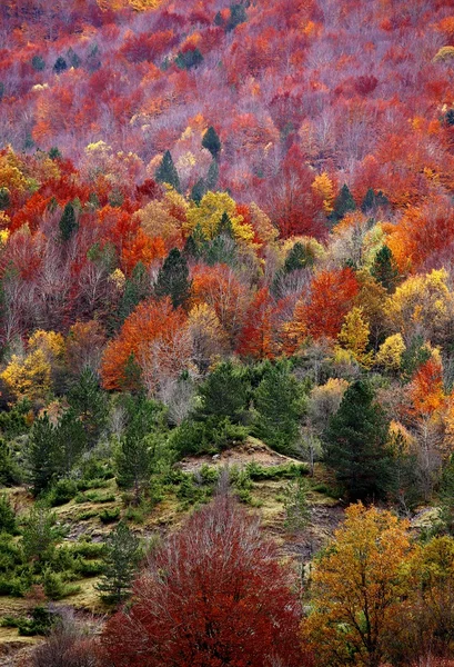 Herbst Stockbild