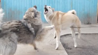 Oynak bahçedeki köpekler arasında kavga