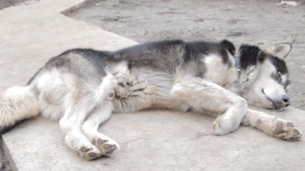 Сірий аляскинський малайський дорослий собака відпочиває — стокове відео
