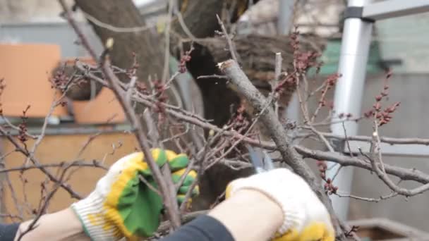 Baumschnitt im Frühjahr mit der Schere — Stockvideo