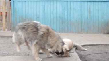 Duvar ile bahçede oynayan köpekler