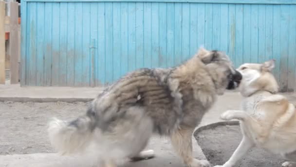 Spielerischer Kampf zwischen Hunden — Stockvideo