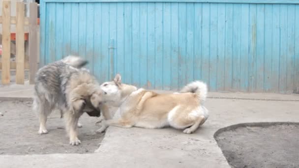 Perros jugando en el patio — Vídeos de Stock