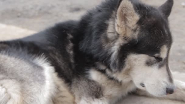 Alaskan malamute cane adulto vedere voi — Video Stock