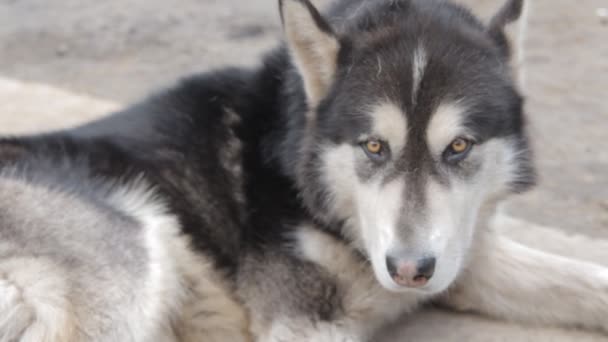 Malamute 알래스카 성인 개는 야드에서 휴식 — 비디오