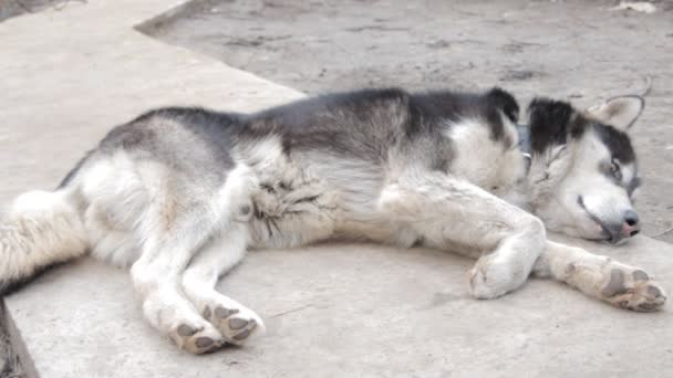 Dorosły pies Alaskan malamute odpoczynku — Wideo stockowe