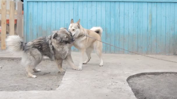 Speelse gevechten tussen honden — Stockvideo