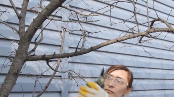 女性を剪定はさみで枝を切る — ストック動画