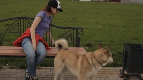 Um cachorro pulando em um banco . — Vídeo de Stock