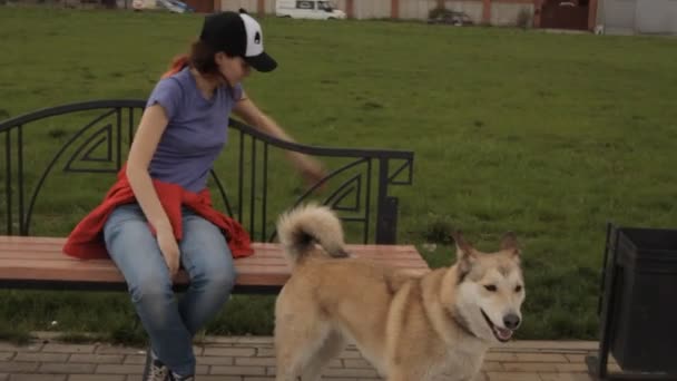 Een hond die springen op een bankje. — Stockvideo