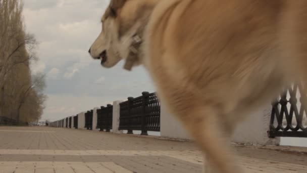 Uma rapariga com um cão. Afastando-se da câmera . — Vídeo de Stock