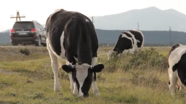 Tres vacas pastando por un camino. Un cruce que pasa detrás de ellos . — Vídeos de Stock