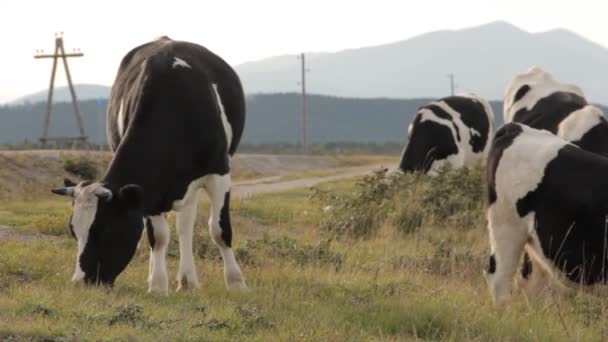Tres vacas pastando por un camino. Uno está en el centro . — Vídeo de stock