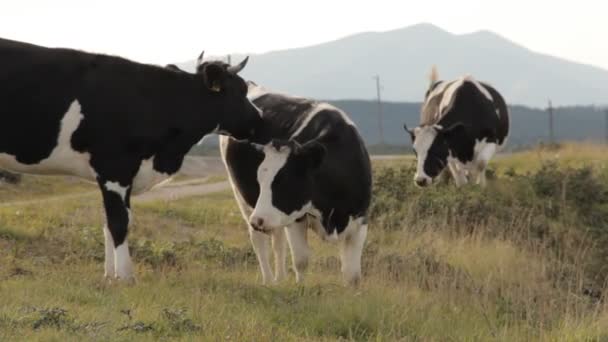 Vache-mère se lavant le mollet avec la langue. Un pick-up passant derrière eux . — Video