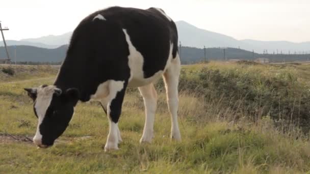 Una vaca pastando por un camino. Primer plano . — Vídeos de Stock