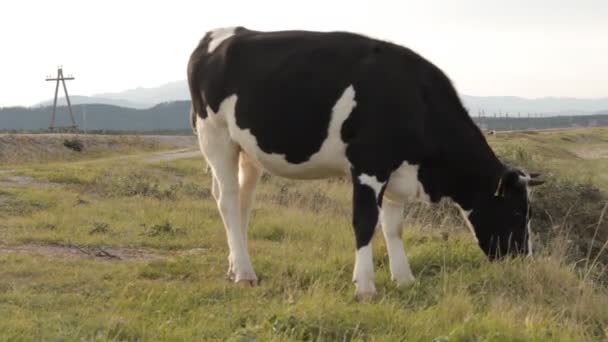 Duas vacas a pastar numa estrada. Um deles em primeiro plano. . — Vídeo de Stock