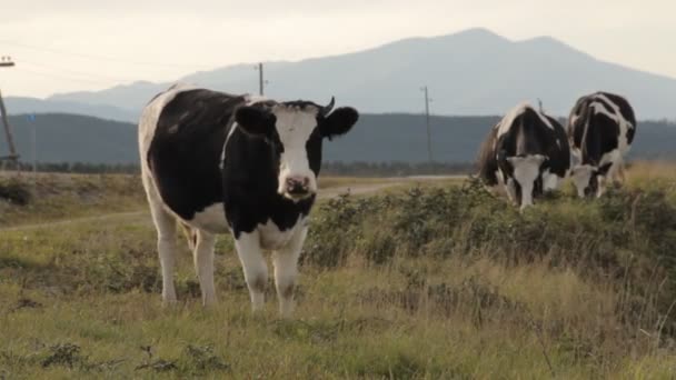 Drie koeien grazen door een weg. Één kijken recht in de camera en plassen. — Stockvideo