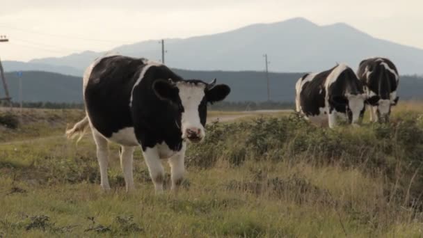 Três vacas a pastar numa estrada. Um a olhar directamente para a câmara — Vídeo de Stock