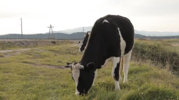 Una vaca masticando con entusiasmo la hierba en primer plano . — Vídeo de stock