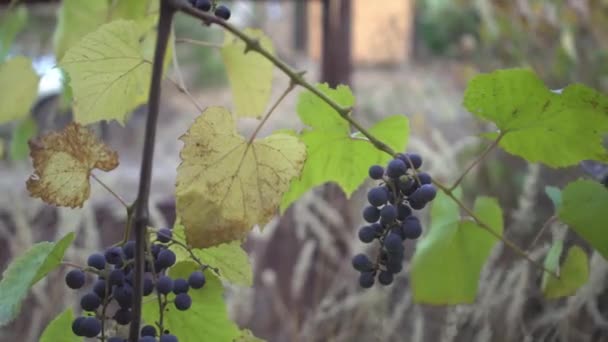 Großaufnahme Frau Hände in Arbeitshandschuhen mit orangefarbenem Armband pflückt Trauben im Weinberg im Herbst. Saftige lila Früchte hängen an einem Zweig. Konzept Biowein und Naturprodukte — Stockvideo