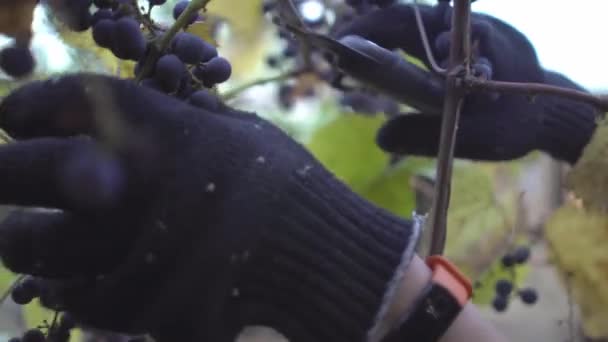 Cosechando uvas en una pequeña granja de viñedos de propiedad familiar. Mujer manos en guantes de trabajo con brazalete inteligente naranja arranca uvas en el viñedo en otoño Primer plano — Vídeos de Stock