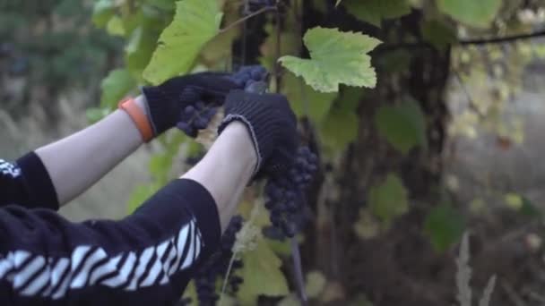 Organik şarap ve doğal ürünler konsepti. Kadın iş eldivenlerini teslim ediyor. Gün batımında üzümleri tek tek kesiyor. Aile bahçesindeki dallarda mor üzümler. Yakın plan. — Stok video