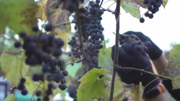 Las manos femeninas en guantes de trabajo con brazalete inteligente naranja cortan racimos de uvas frescas de la vid de uva por podadora. Concepto vino ecológico y productos naturales Close-up — Vídeo de stock