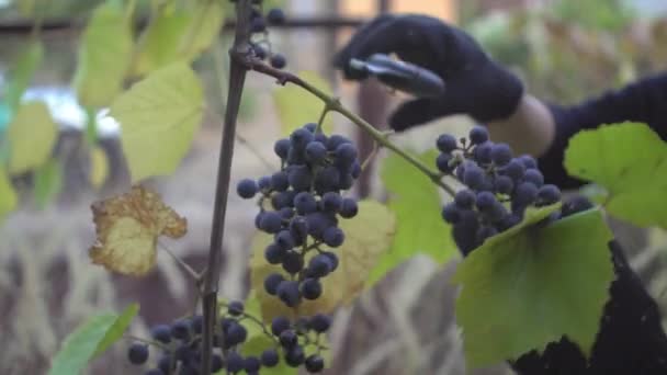 Kadın iş eldivenlerini turuncu bileklikle uzatıyor üzüm topluyor. Olgun üzümlerin hasat mevsimi. Organik şarap ve doğal ürünler aile çiftliği — Stok video