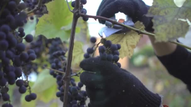 Organic wine and natural products concept. Close-up female farm worker in work gloves with orange smart bracelet harvesting purple organic grapes in family vineyard at sunset — Stock Video